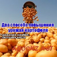 Два способа повышения урожая картофеля (2013) WebRip
